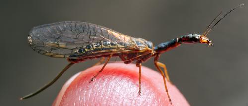 Réf. 303 043 : Atlantoraphidia maculicollis